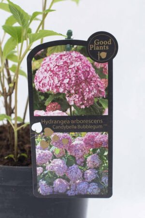 710-04504 Hydrangea arborescens Hortensja krzewiasta 'Candybelle Bubblegum' (1)