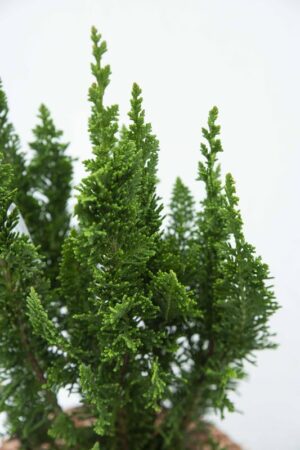 710-04519 Chamaecyparis lawsoniana 'Little Spire' Cyprysik Lawsona