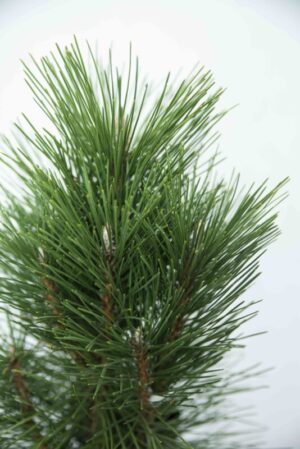 710-04525 Pinus nigra 'Pyramidalis' sosna czarna 'Pyramidalis' (2)