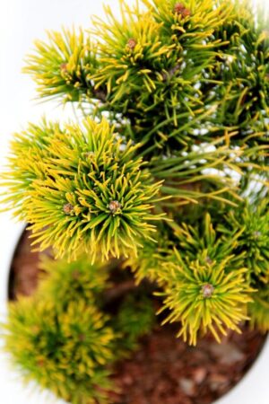 710-04527 Pinus mugo 'Carsten' sosna kosodrzewina 'Carsten' 3