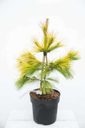 710-04528 Pinus strobus 'Louie' Sosna wejmutka 'Louie' (1)