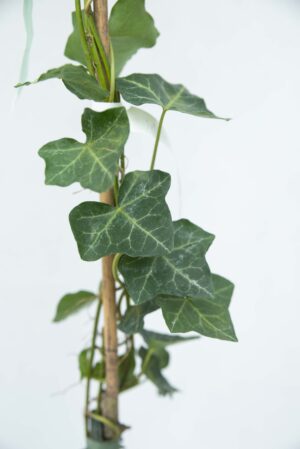 710-04529 Hedera hibernica Bluszcz irlandzki (2)