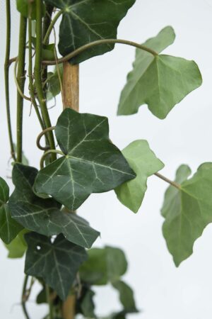 710-04530 Hedera hibernica Bluszcz irlandzki (2)