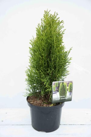 710-04535 Thuja occ. 'Totem Smaragd' Żywotnik zachodni 'Totem Smaragd'