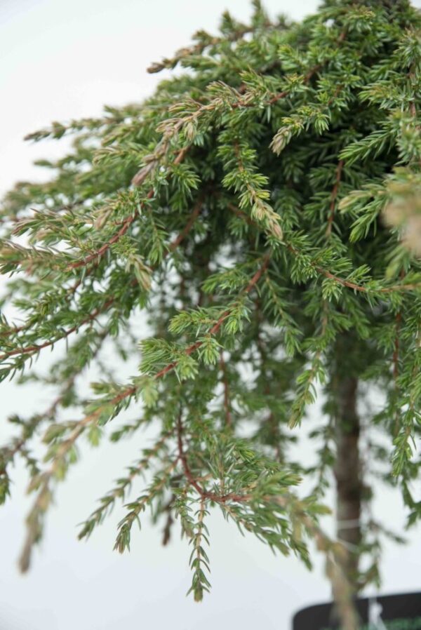 710-04539 Juniperus comm. 'Greenmantle' Jałowiec pospolity 'Greenmantle' (2)