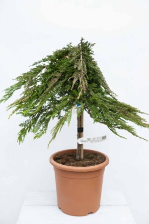 710-04540 Juniperus hor. 'Prince of Wales' Jałowiec płożący 'Prince of Wales'