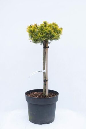 710-04541 Pinus mugo 'Carsten's Winter Gold' sosna kosodrzewina 'Carsten' (1) (Copy)