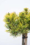 710-04541 Pinus mugo 'Carsten's Winter Gold' sosna kosodrzewina 'Carsten' (2) (Copy)