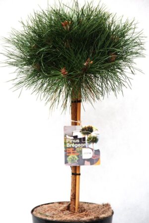 710-04542 Pinus Bambino Sosna czarna Bambino 2