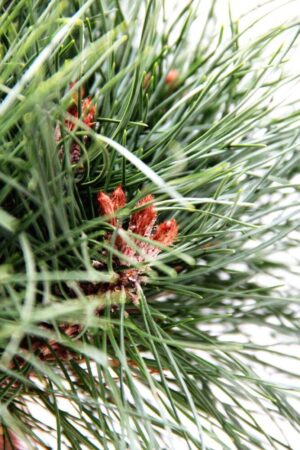 710-04542 Pinus Bambino Sosna czarna Bambino 3