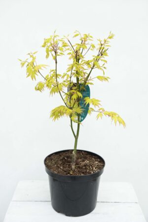 710-04544 Acer pal. 'Orange Dream' Klon Palmowy 'Orange Dream' (1)