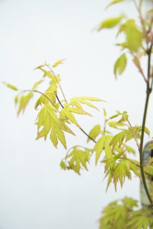 710-04544 Acer pal. 'Orange Dream' Klon Palmowy 'Orange Dream' (2)