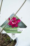 710-04552 Calycanthus flor. 'Aphrodite' Kielichowiec 'Aphrodite' (2)