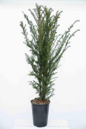 710-04555 Taxus baccata Cis pospolity (1)