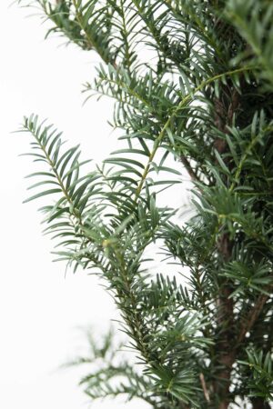710-04555 Taxus baccata Cis pospolity (2)
