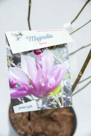 710-04559 Magnolia 'Betty' Magnolia 'Betty' (2)