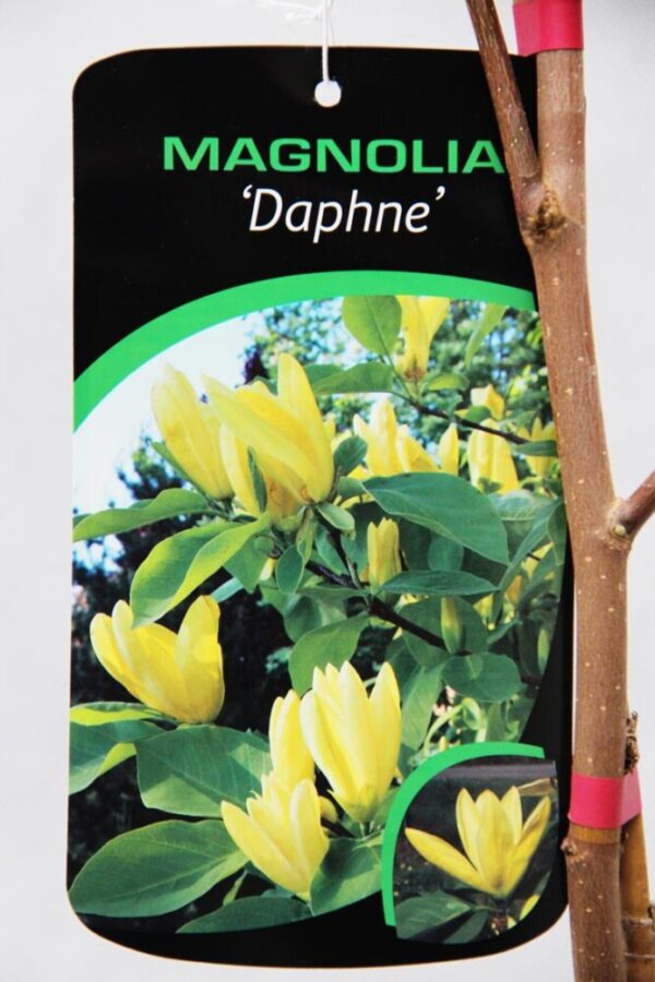 710-04560 Magnolia 'Daphne' Magnolia 'Daphne' 2