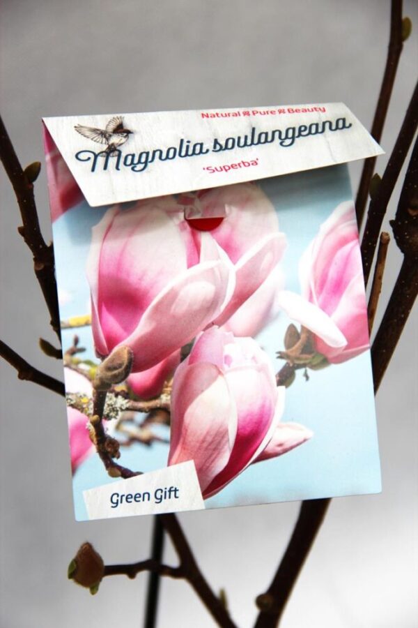 710-04563 Magnolia soul. 'Superba' Magnolia pośrednia 'Superba' 2