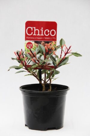 Głogownik Frasera 'Chico' (łac. Photinia fraseri 'Chico')