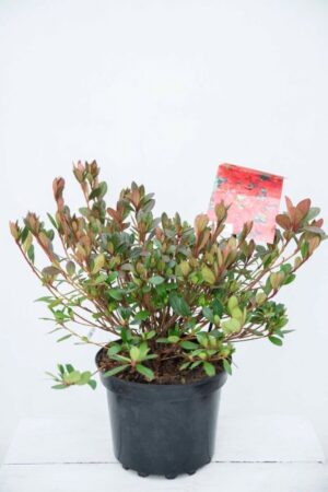 710-04581 Rhododendron (AJ) 'Arabesk' Różaneczn… 'Arabesk' (1