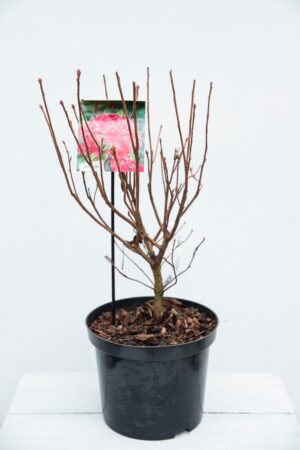 710-04584 Rhododendron (AK) 'Homebush' Różane… 'Homebush'