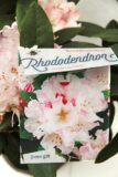 710-04587 Rhododendron (C) 'Christmas Cheer' Róż…mas Cheer' 2