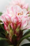 710-04587 Rhododendron (C) 'Christmas Cheer' Róż…mas Cheer' 3