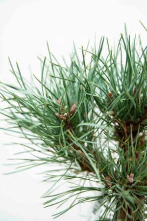 710-04597 Pinus sylv. 'Watereri' Sosna pospolita 'Watereri' (2