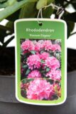 710-04601 Rhododendron 'Roseum Elegans' Różanecznik 'Roseum Elegants' 2