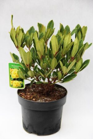 710-04602 Rhododendron 'Elsie Straver' Różaneczn…'Elise Straver'