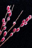 Wierzba smukloszyjkowa Salix gracilistyla 'Mount Aso' C15 Rozowe bazie rozowe kotki