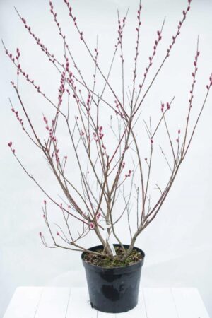 905-0080 Wierzba smukłoszyjkowa Salix gracilistyla 'Mount Aso' C15 (2)