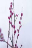 905-0080 Wierzba smukłoszyjkowa Salix gracilistyla 'Mount Aso' C15 (3)