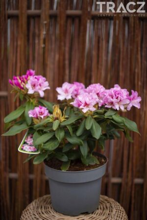 Różanecznik 'Cheer' (łac. Rhododendron 'Cheer')