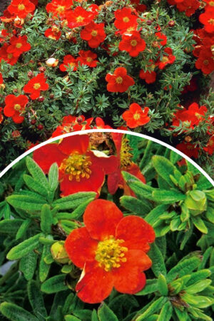 Pięciornik krzewiasty 'Marian Red Robin' (łac. Potentilla fruticosa 'Marian Red Robin')