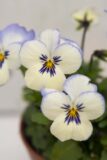 Bratek - Fiołek ogrodowy (łac. Viola tricolor var. hortensis)