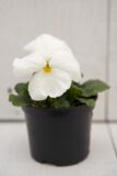 Bratek - Fiołek ogrodowy (łac. Viola tricolor var. hortensis)