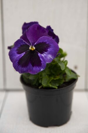Bratek - Fiołek ogrodowy (łac. Viola tricolor var. hortensis)