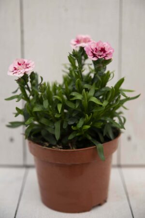 Goździk ogrodowy (Dianthus caryophyllus)