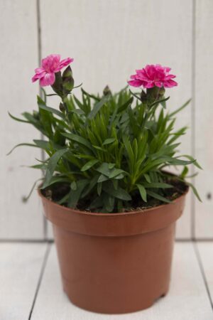 Goździk ogrodowy (Dianthus caryophyllus)