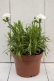 Goździk ogrodowy (Dianthus caryophyllus