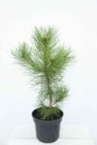 Pinus nigra - Sosna-czarna