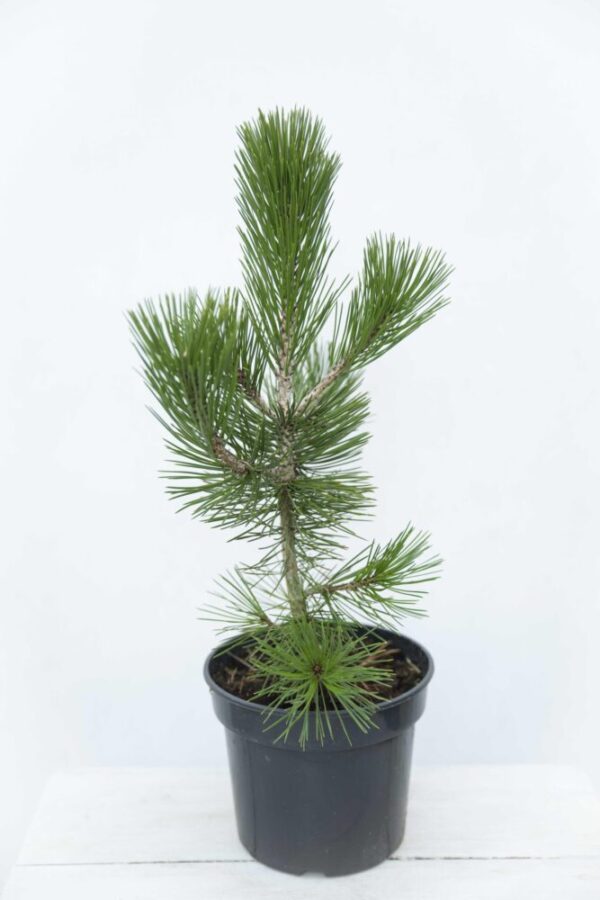 Pinus Heldreichii Sosna bośniacka