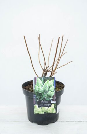 710-04329 Hydrangea panic. Magical Moonlight 'Kolmagimo' PBR - Hortensja bukietowa