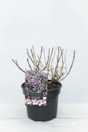 710-04473-Weigela-florida-Pink-Poppet-Plangen-PBR-Krzewuszka cudowna