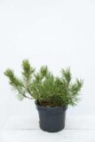 Pinus-mugo-var.-pumilio-Sosna górska-Sosna kosodrzewina