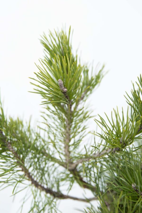Pinus mugo var. pumilio Sosna kosodrzewina Sosna górska
