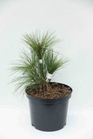710-04604 Pinus schwerinii 'Wiethorst' Sosna Schwerina 'Wiethorst' (1)