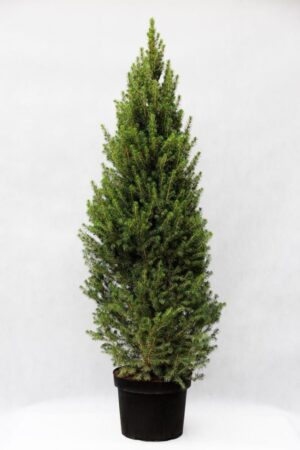 710-04606 Picea gl. 'Conica' Swierk biały 'Conica'