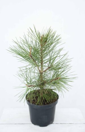 Pinus Ponderosa Sosna żółta
